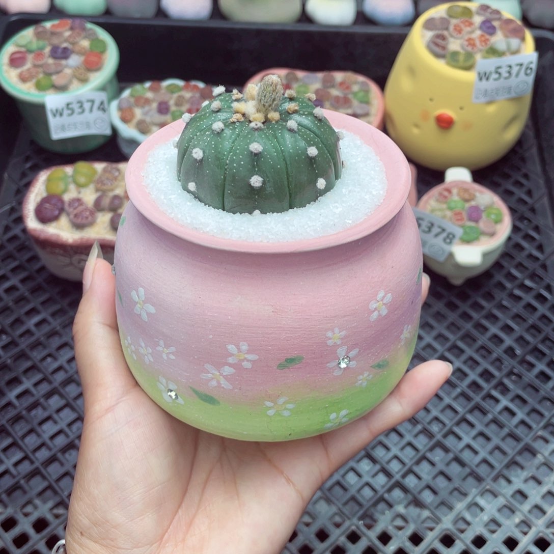 哇*w5381 带盆土发货一物一拍