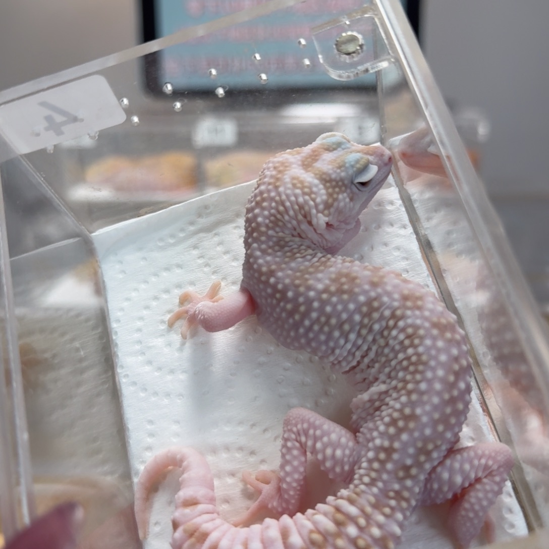 豹纹守宫白黄红眼暴龙妹妹