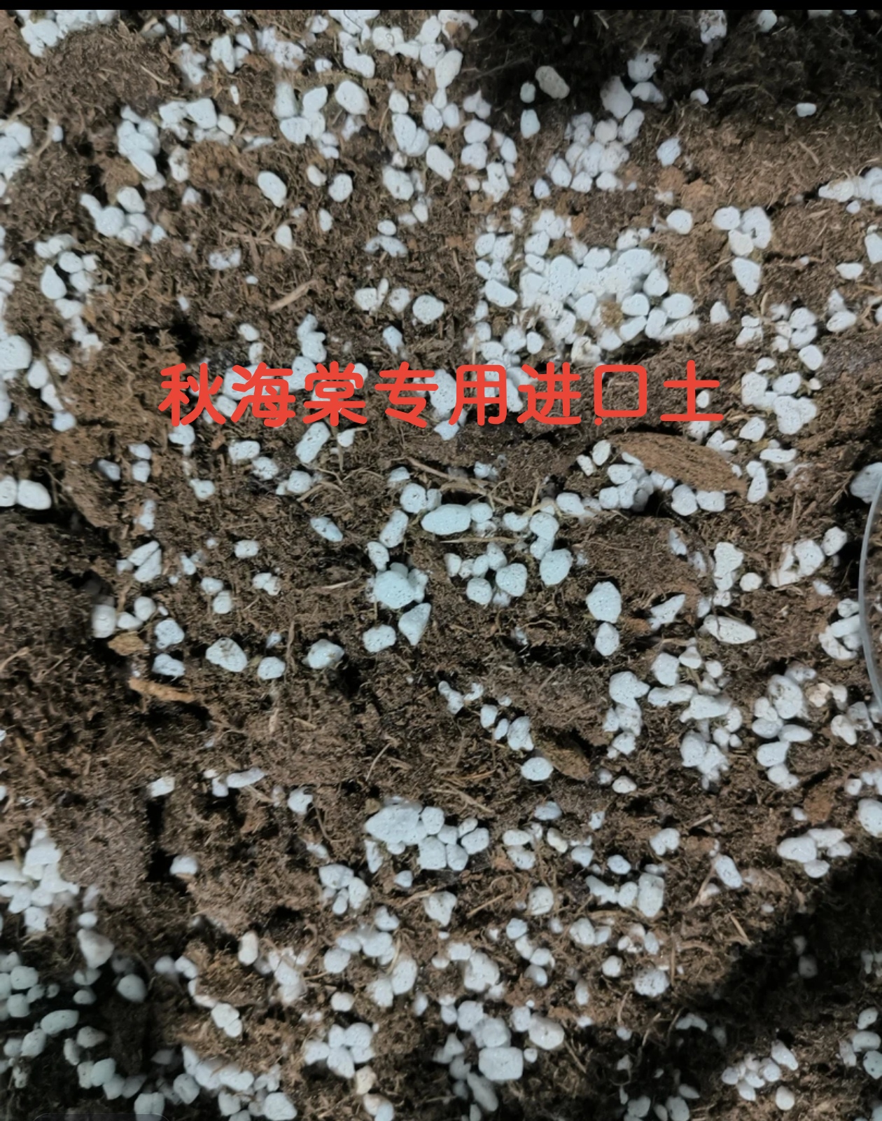 秋海棠专用进口土泥炭土耳环