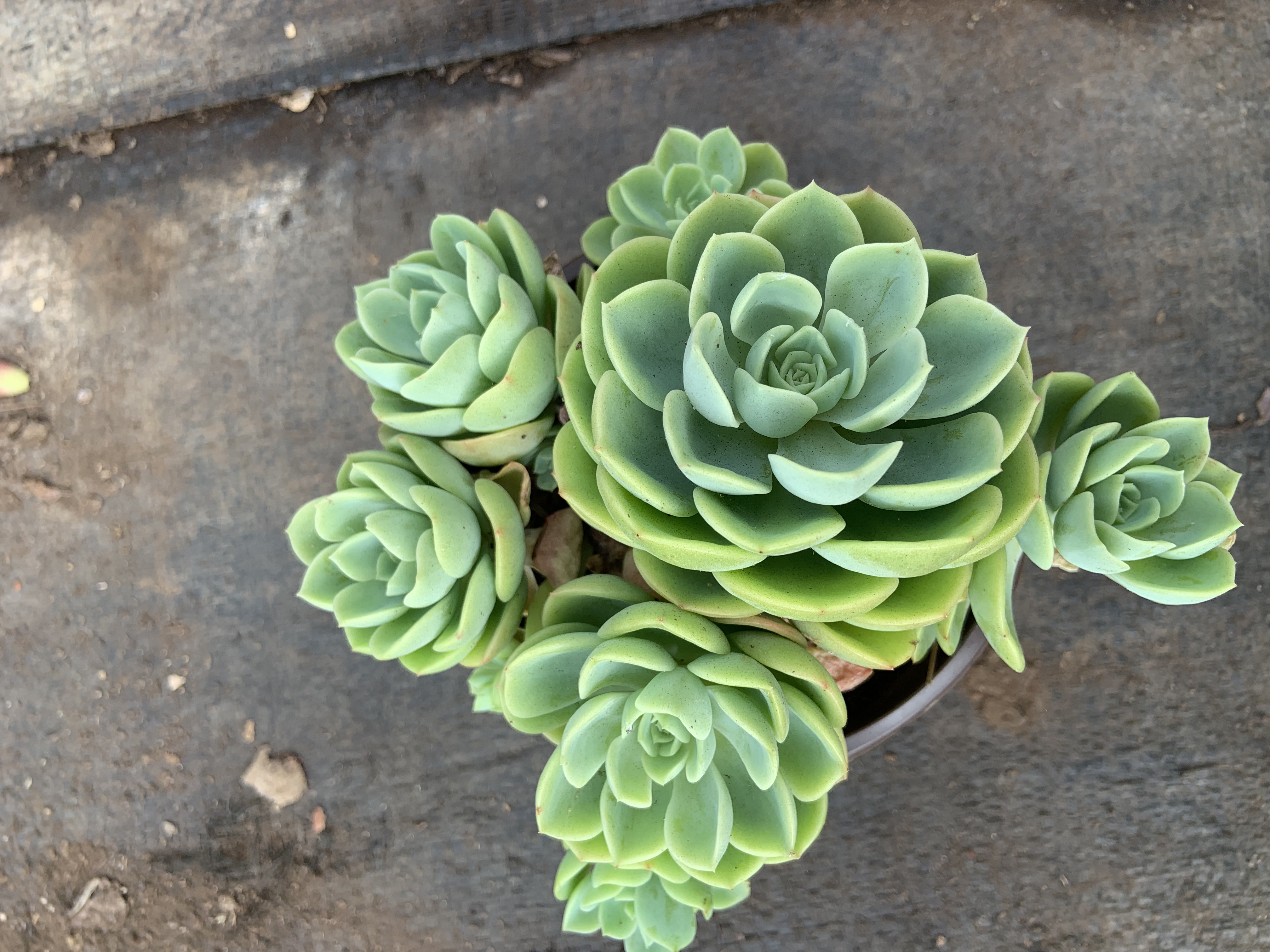 哈密瓜多头多肉植物室内外种植耐旱