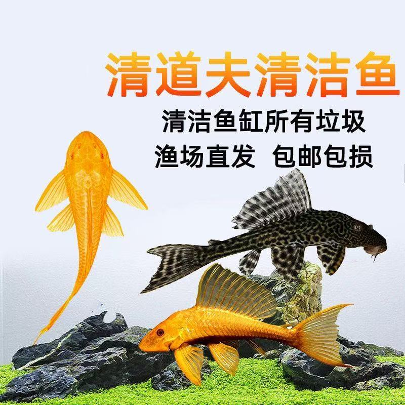 清道夫活体热带观赏鱼淡水鱼可清洁鱼缸除藻吃垃圾