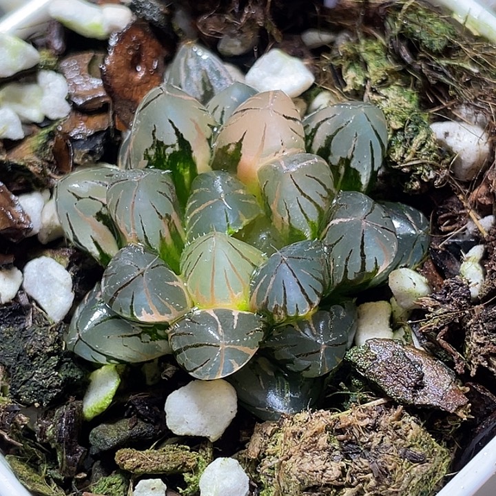 642霓虹灯锦福利一物