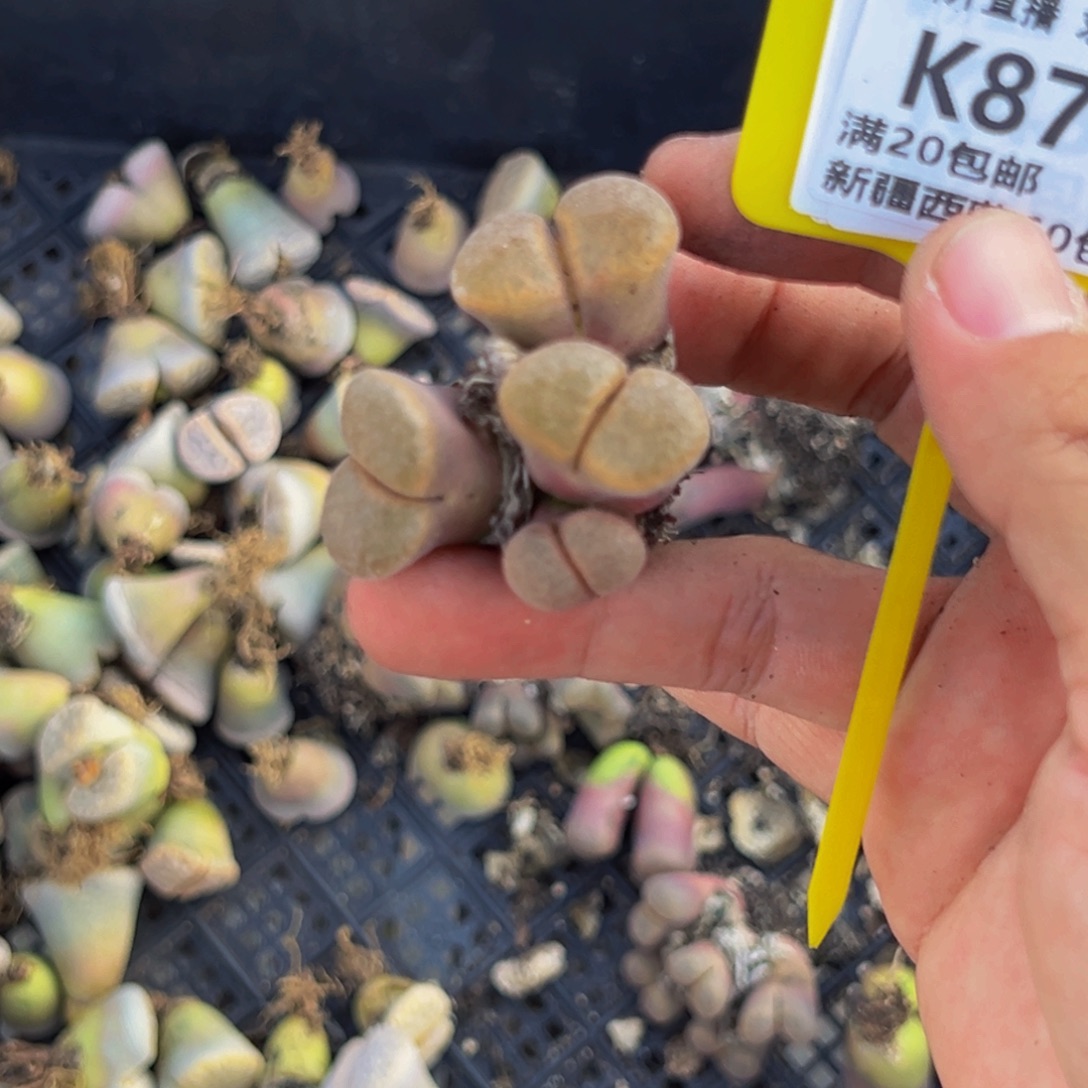 877 一物一拍，默认有伤，介意勿拍，不退不换