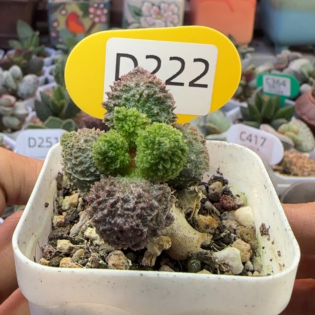 E***O福利多肉。   222。    