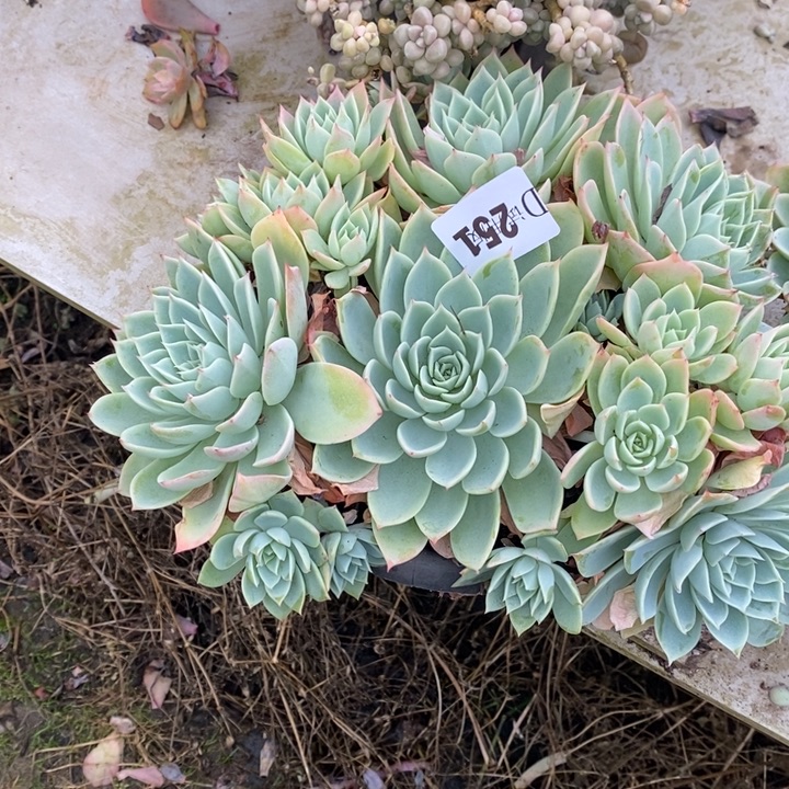 平***果251三色堇多肉植物