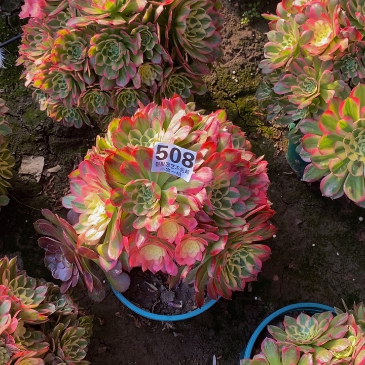 海王花花27-15花花。花我