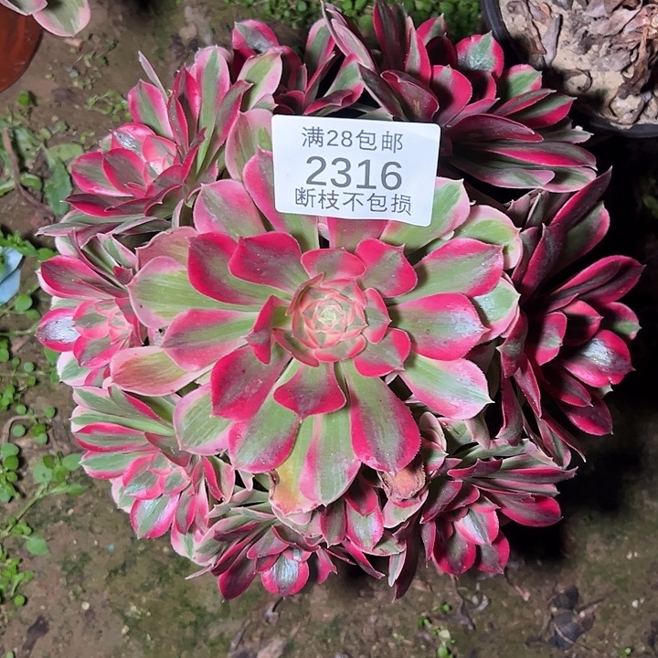 2316七彩石多肉植物