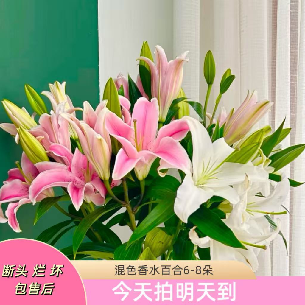 粉丝福利【特价混色香水百合6-8花苞】云南鲜花批发次日达