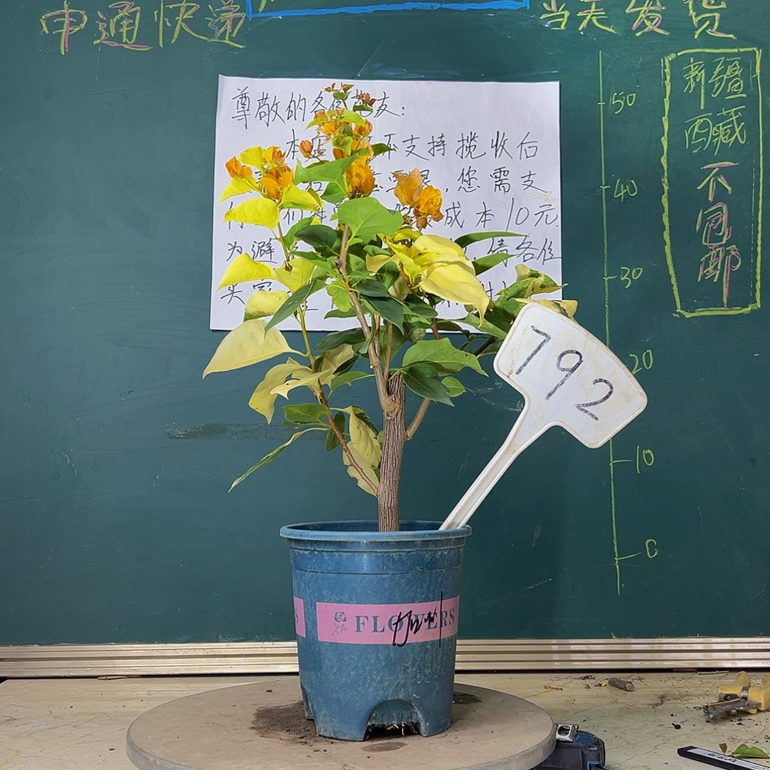 当前无花栽培后可以开花暗斑加州黄金有有变异 有冰枝 792