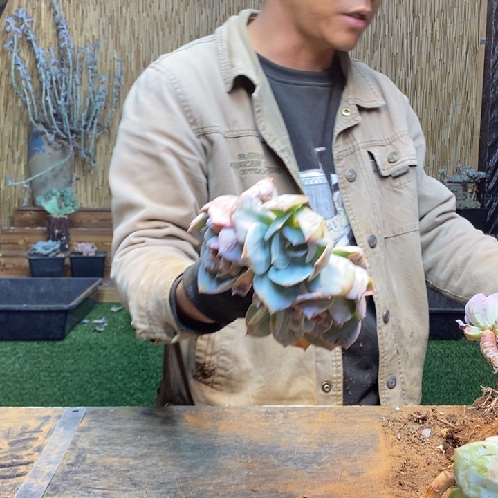 西***兮304 号白凤多肉植物