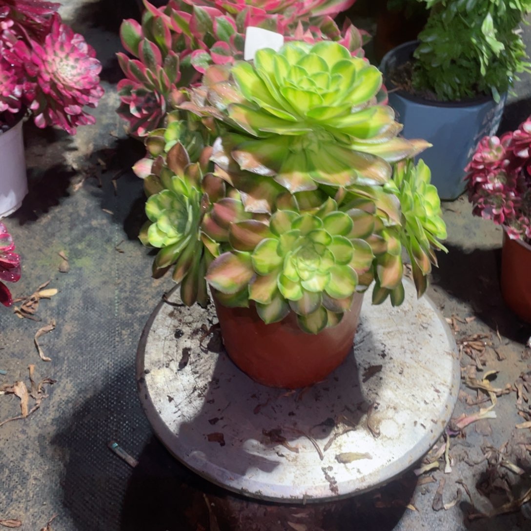多肉植物韶华160