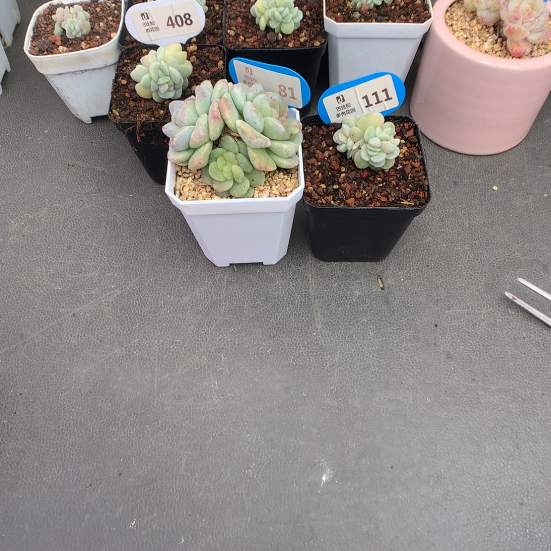 ****ﾟ81-111 丸子扣除58余194