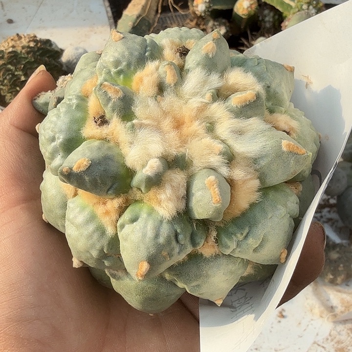 青瓷怒涛仙人球0142