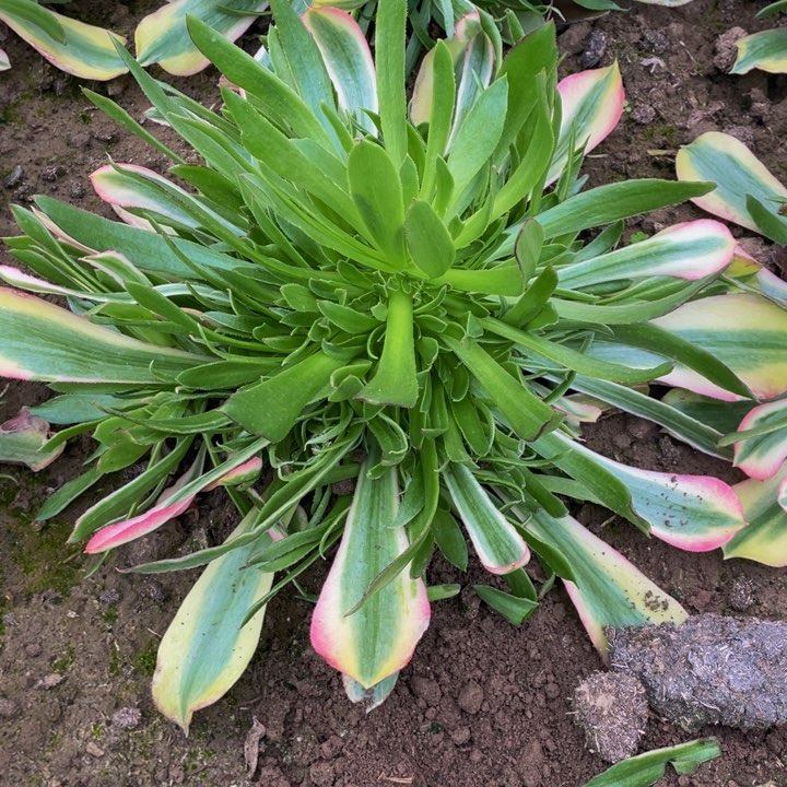 光辉多肉法师配合地栽