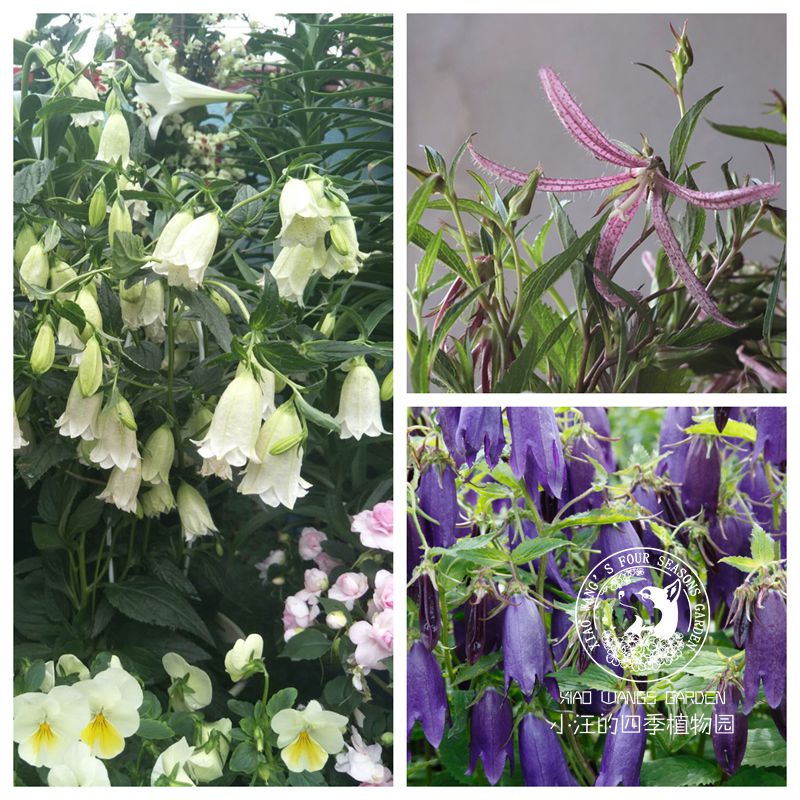 宿根 风铃草合集 骏河萤袋 紫斑 青花 粉章鱼 多年生 耐寒 花园