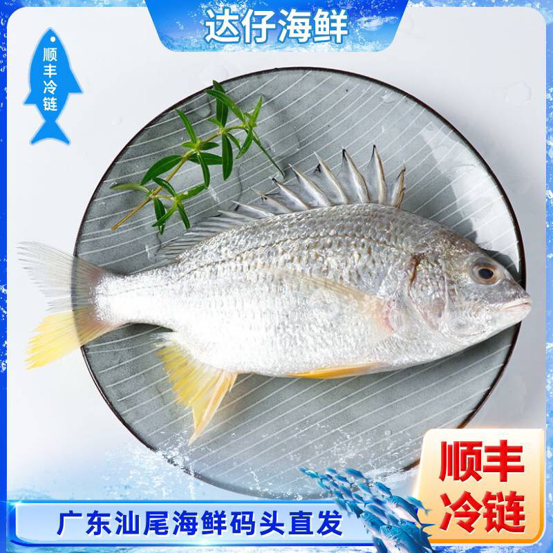 广东汕尾野生海捕黄脚立