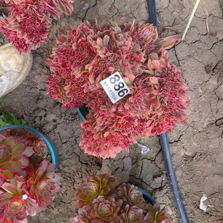 女巫花29-36包邮花花