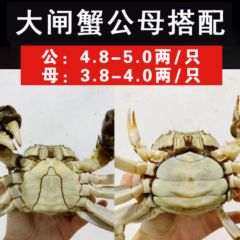活蟹掉爪 宝品蟹缘大闸蟹公蟹4.8两4只母蟹3.8两4只全国包邮