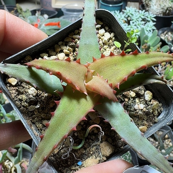 713卡萨帝脱土发货