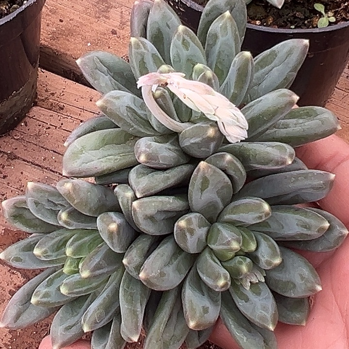 帝尔曼美人大群特价多肉