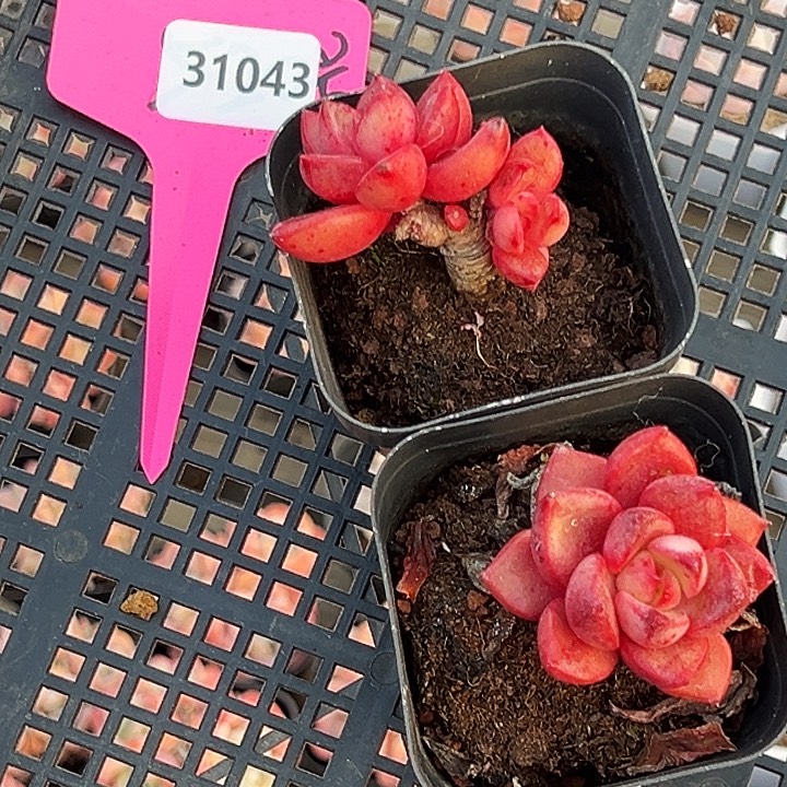 祈***羽31043框。。     福利多多