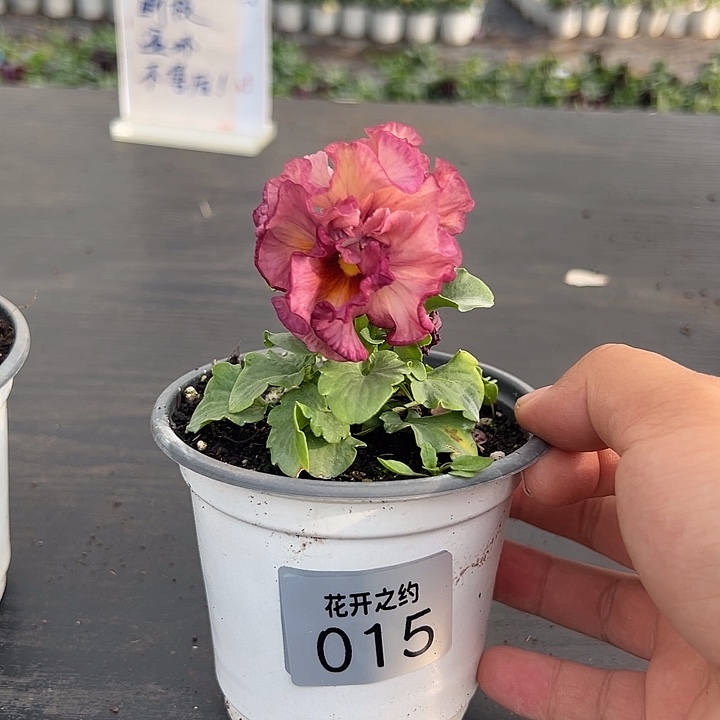 当前无花朵，栽培后可花朵015号