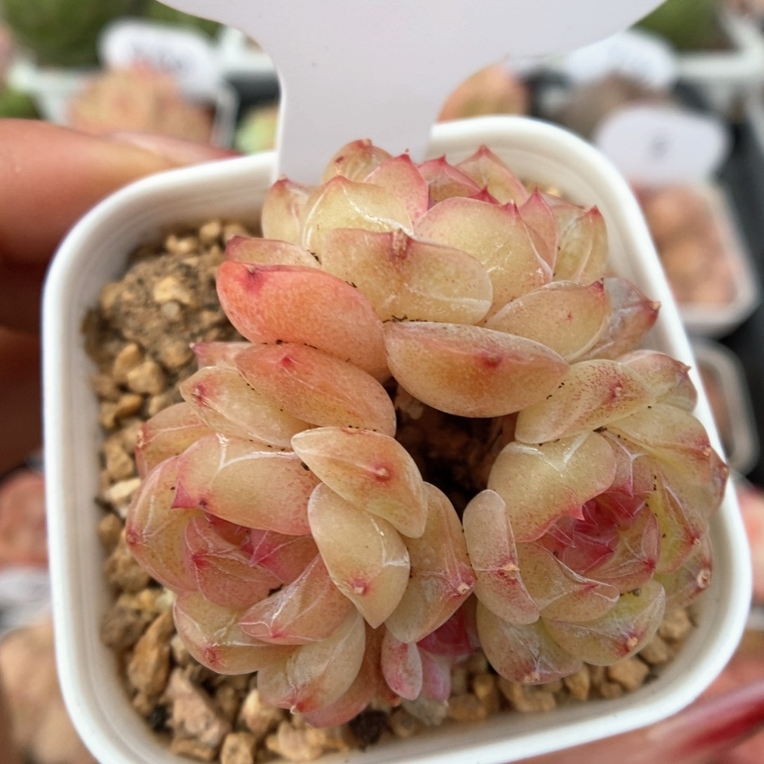玉珠群生可拍4711号
