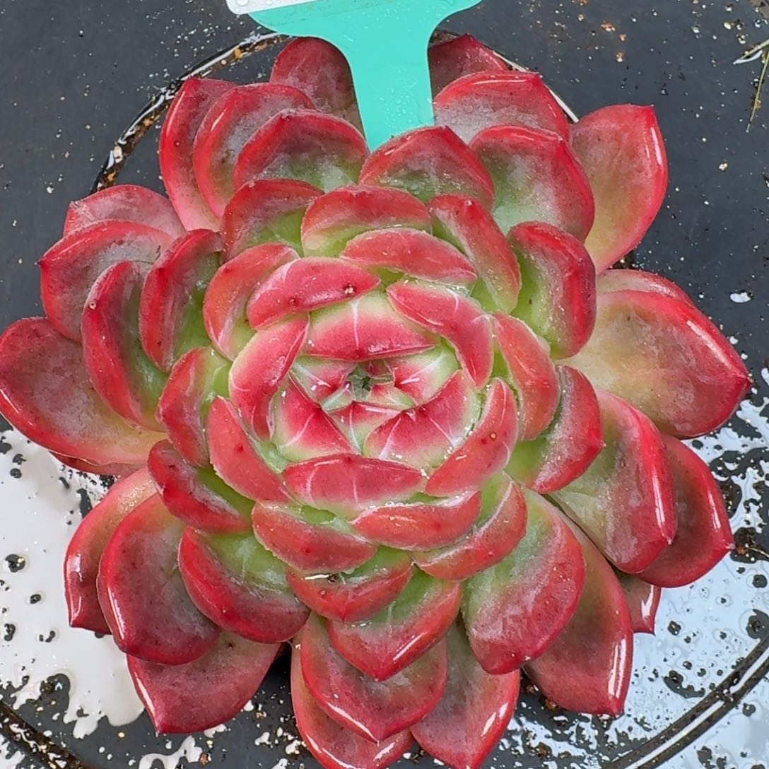 从前慢花园多肉编号1123.482