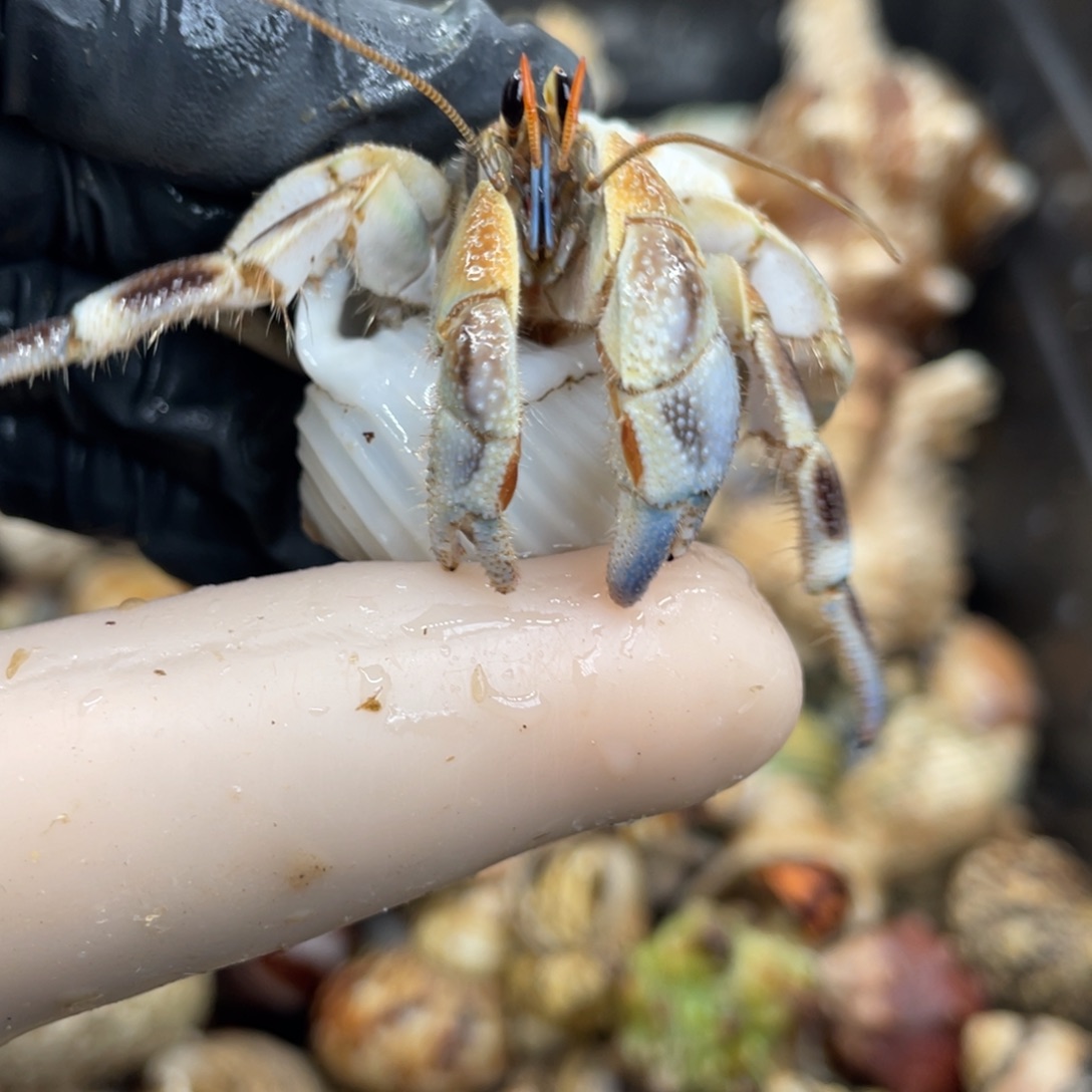 不退不换活体宠物80