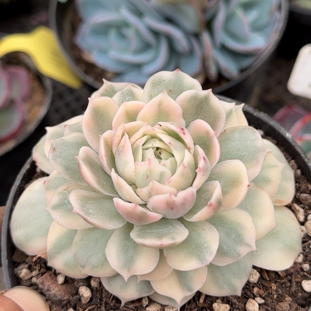 昂斯诺锦一物一拍包装收缩花旱