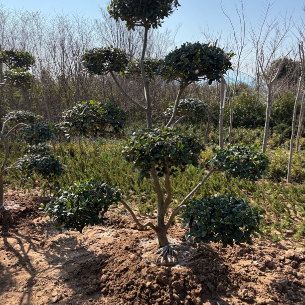 金玉满堂是造型无刺枸骨金玉满堂树造型鸿运果造型枸骨树球形韩国