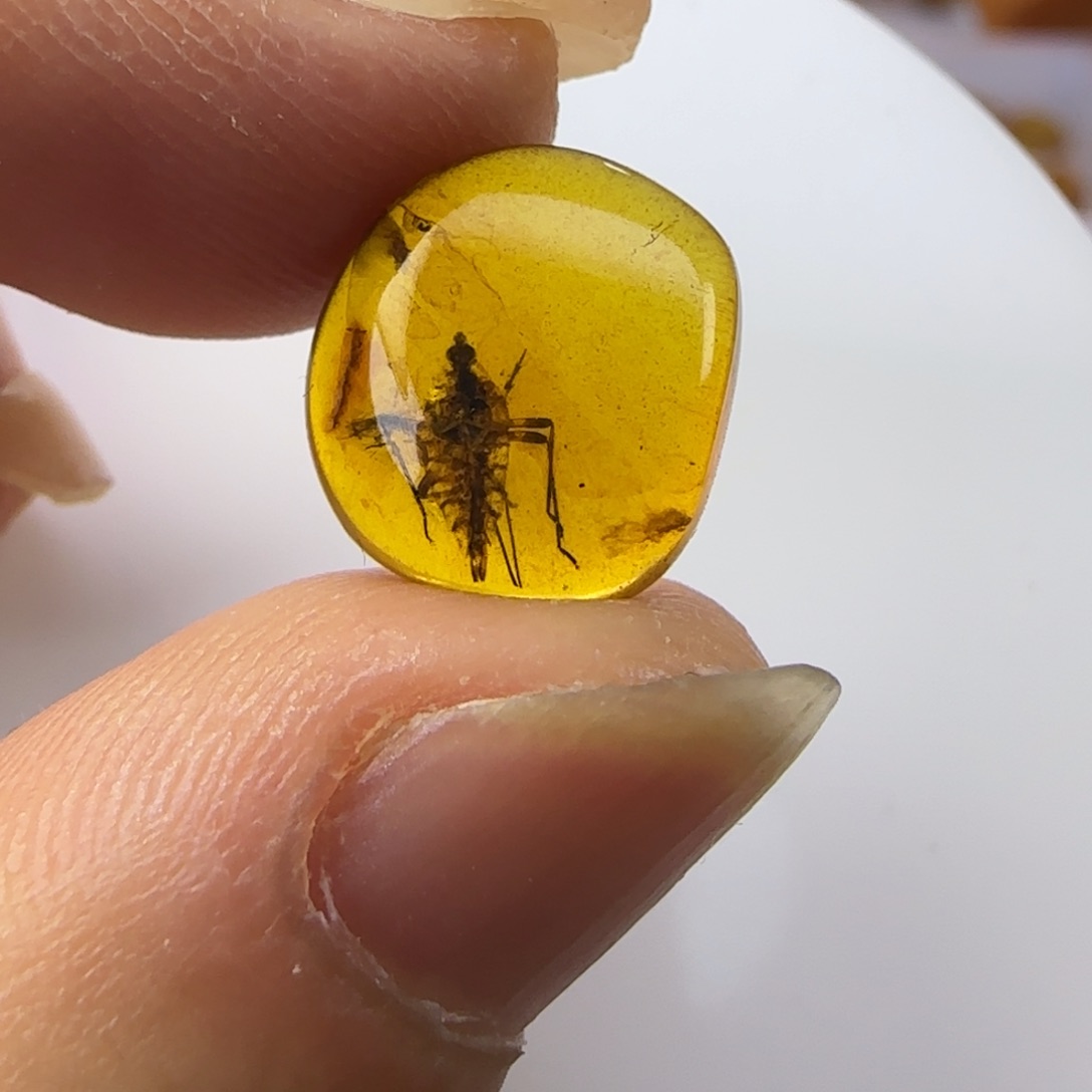 琥珀裸石未镶嵌忘****辰蝉