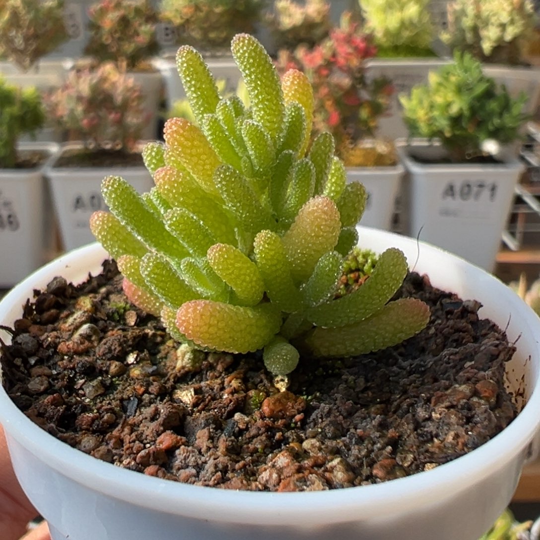 21-589枝干番杏多肉米冰五圆盆