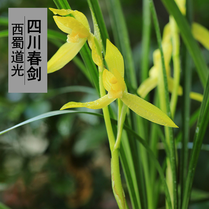 四川兰花苗春剑五朵金花西蜀道光芽黄素浓香自然栽培浓香型好养活
