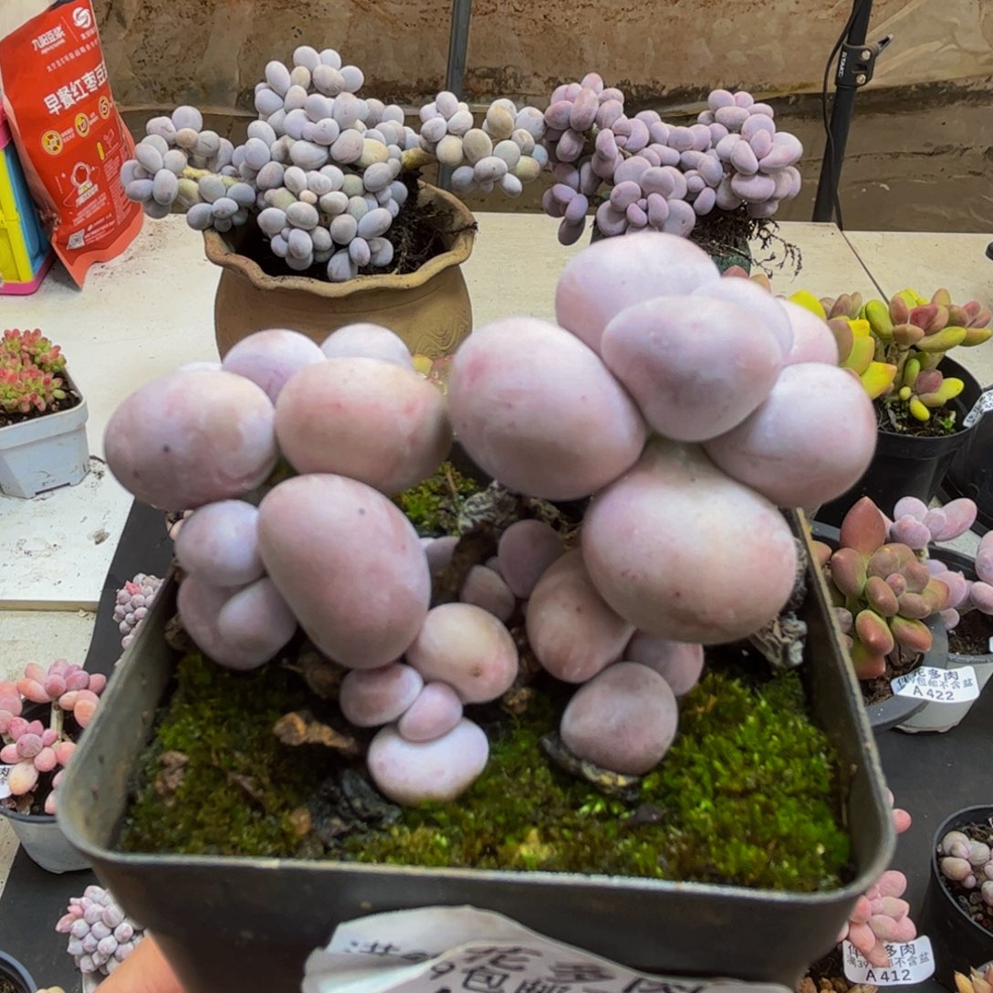 191/5cm芭比奶酪多肉植物