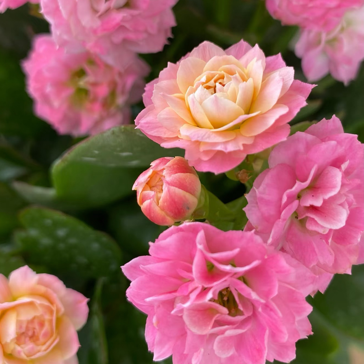 夏荷【120盆】精品大花渐变颜色室内阳台盆栽四季开花