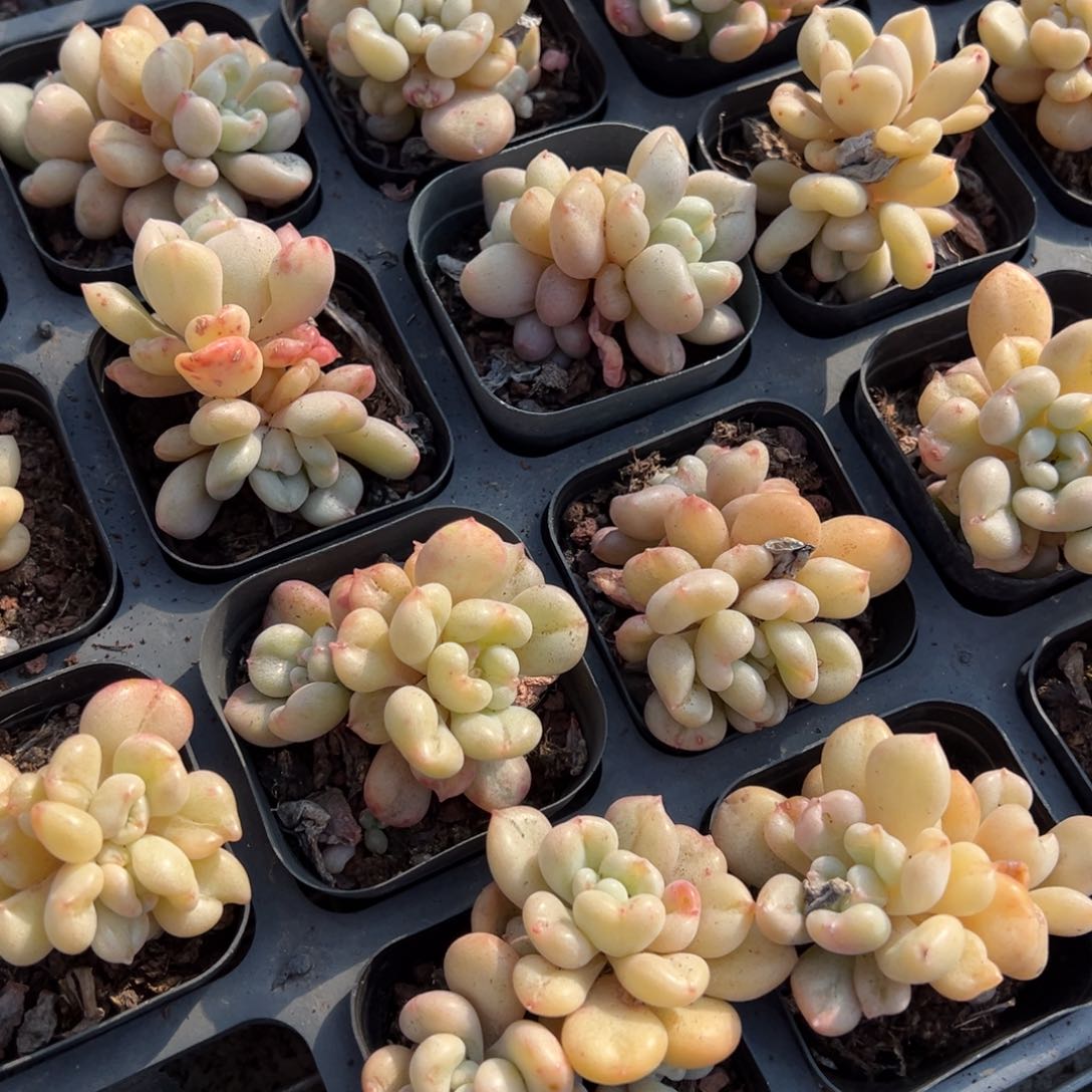 比尔盖茨一颗量拍多肉满9.9元包邮