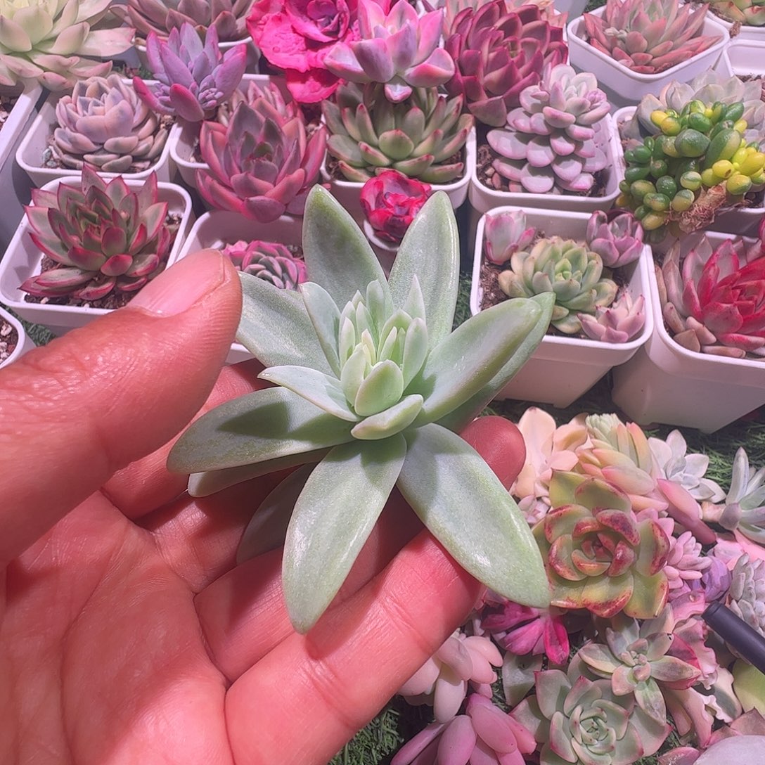 一***坏多肉植物多肉植物
