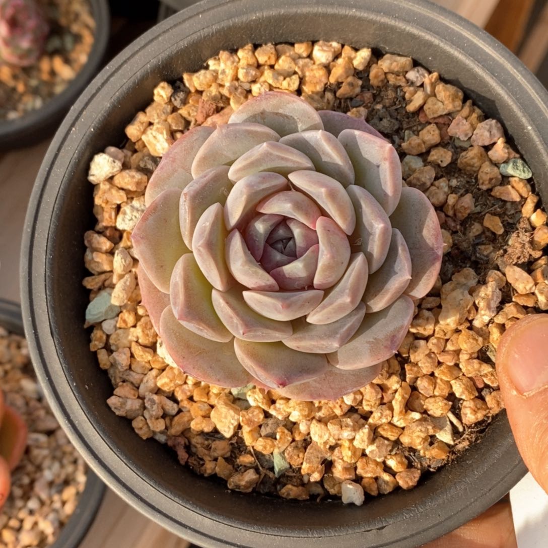 精品多肉一物一拍不包整219