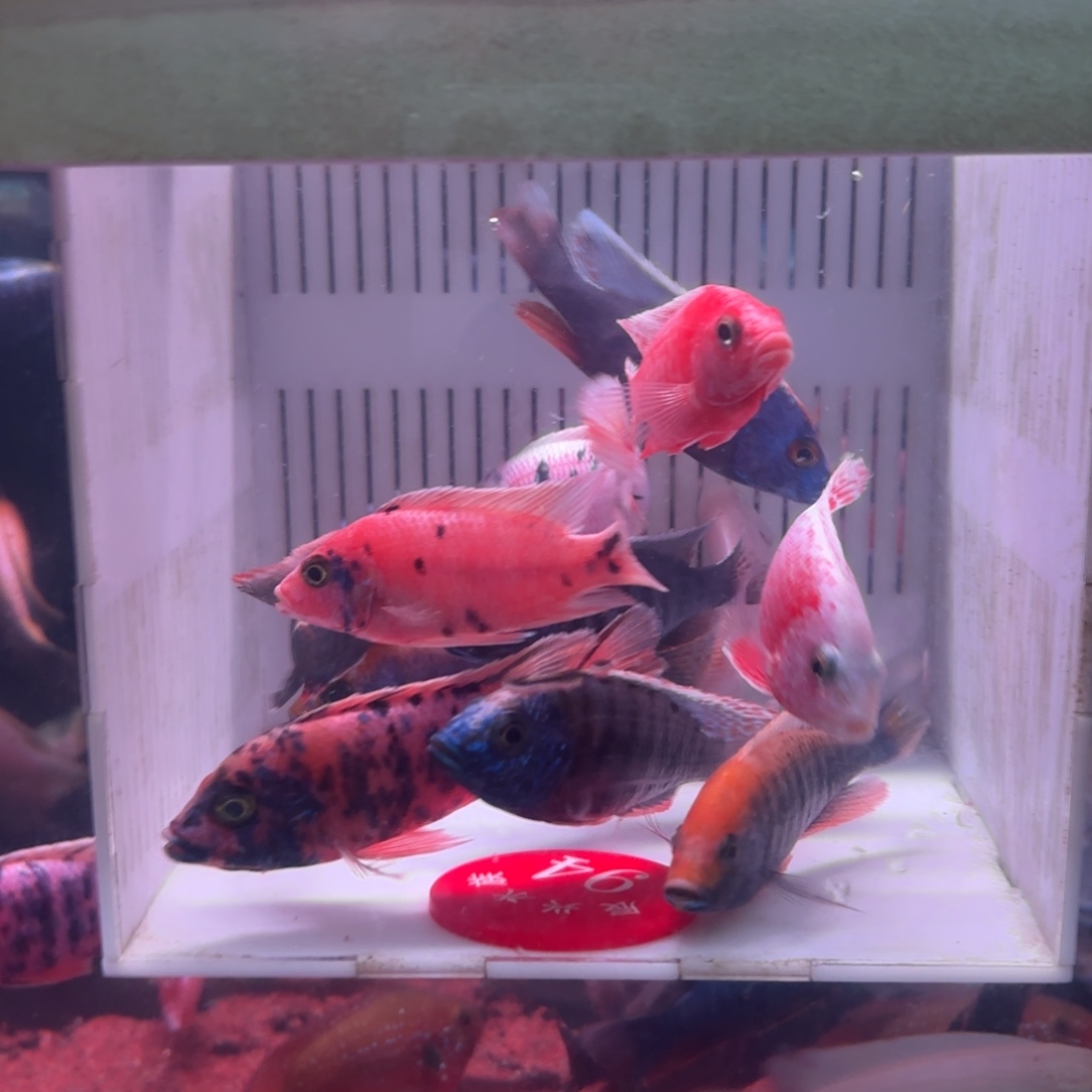 薇****慈鲷鱼直播94号10送2条3个快递