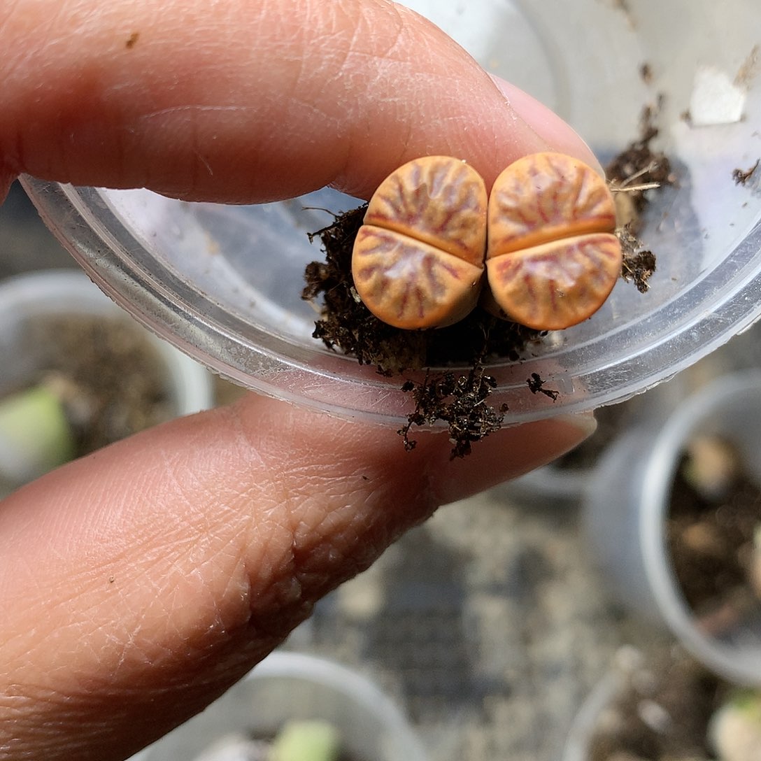 W387多肉植物保护