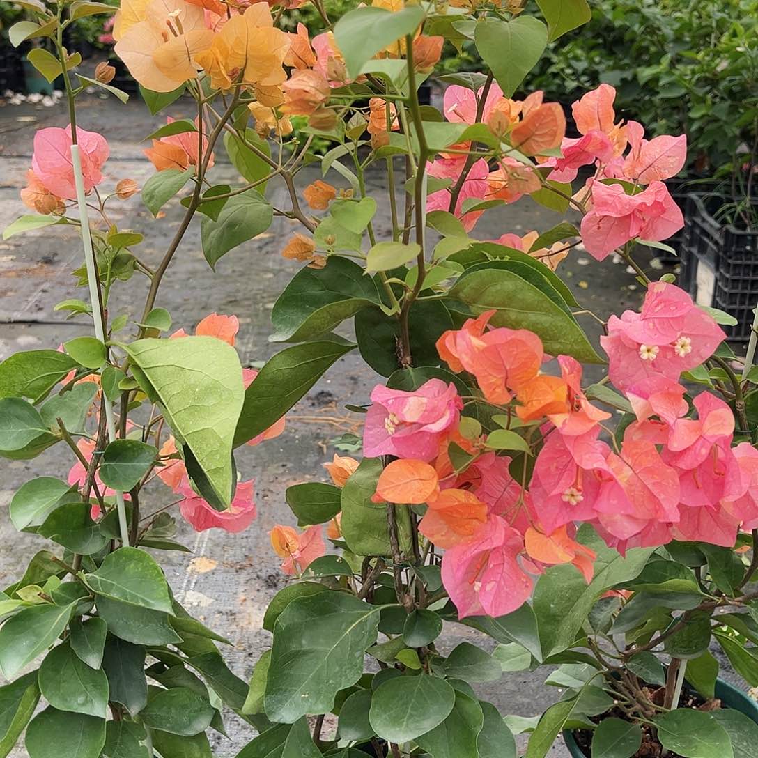 当前无花栽培后可以开花阿达娜一颗