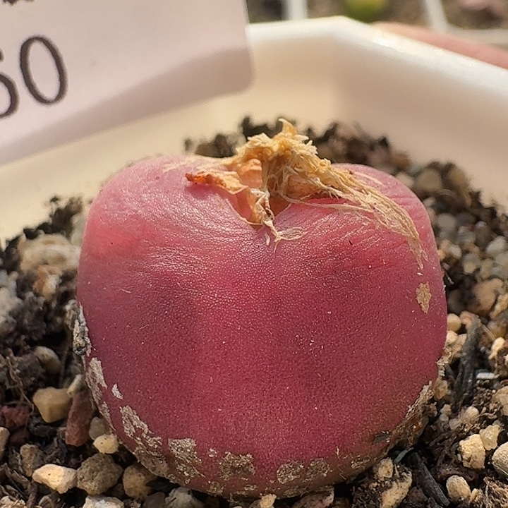 60 水蜜桃。         