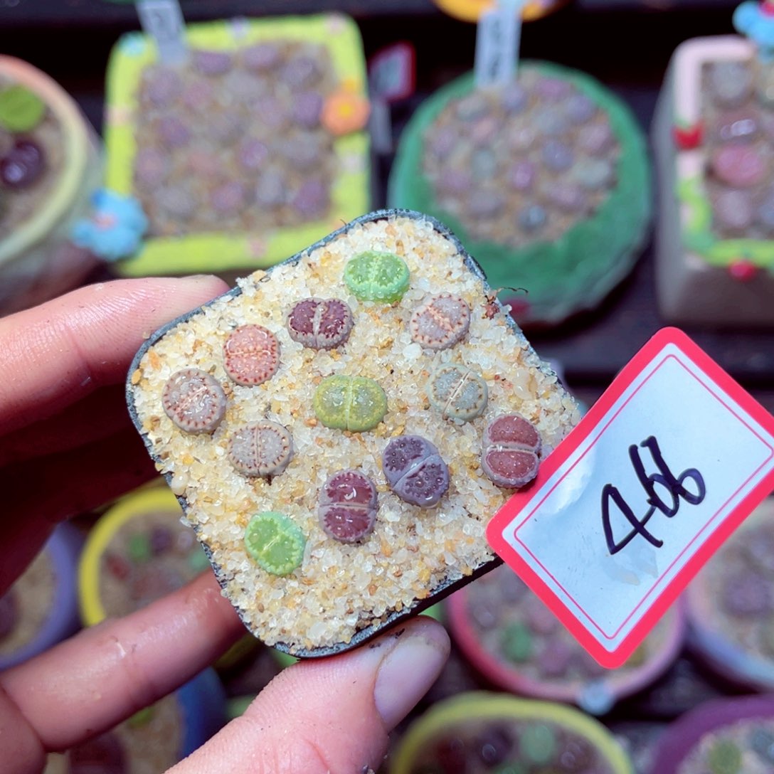 466生石花带盆发1