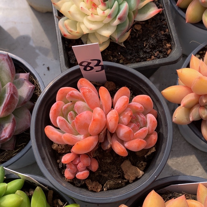 多肉植物72727277282