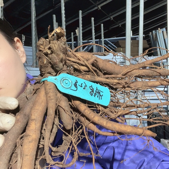 当前无花栽培后可以开花红色雅绒