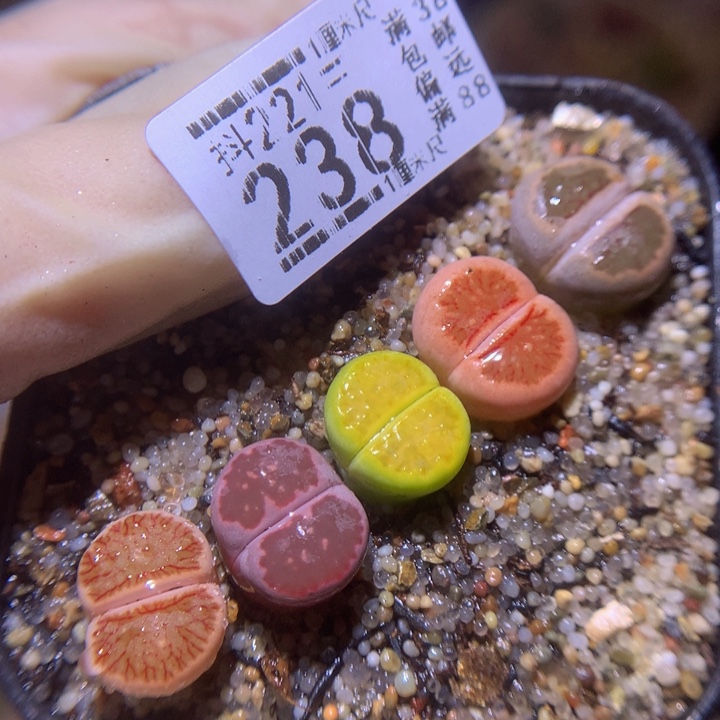 精品生石花221.238