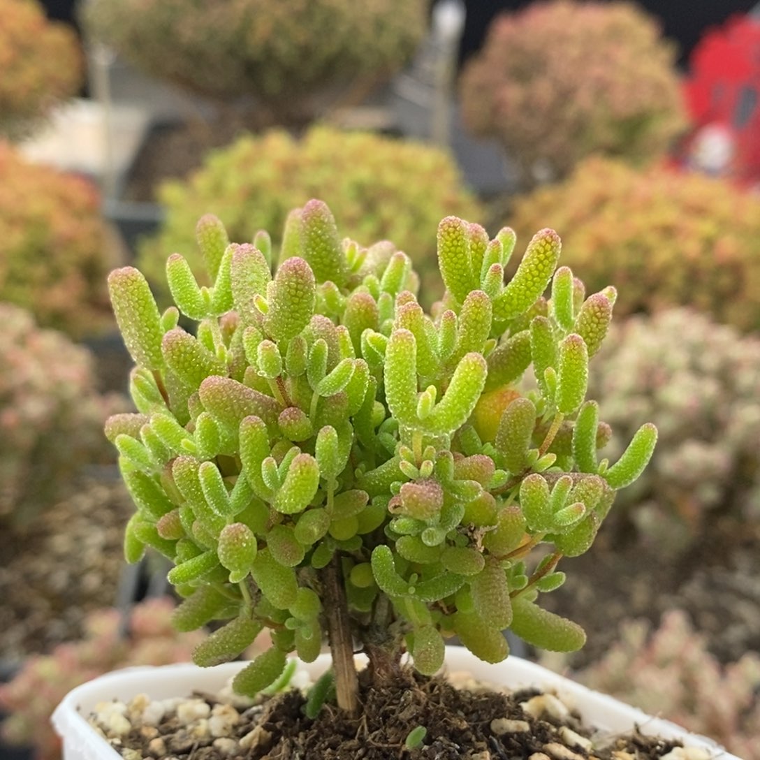 蜜橘糖球0232枝干番杏