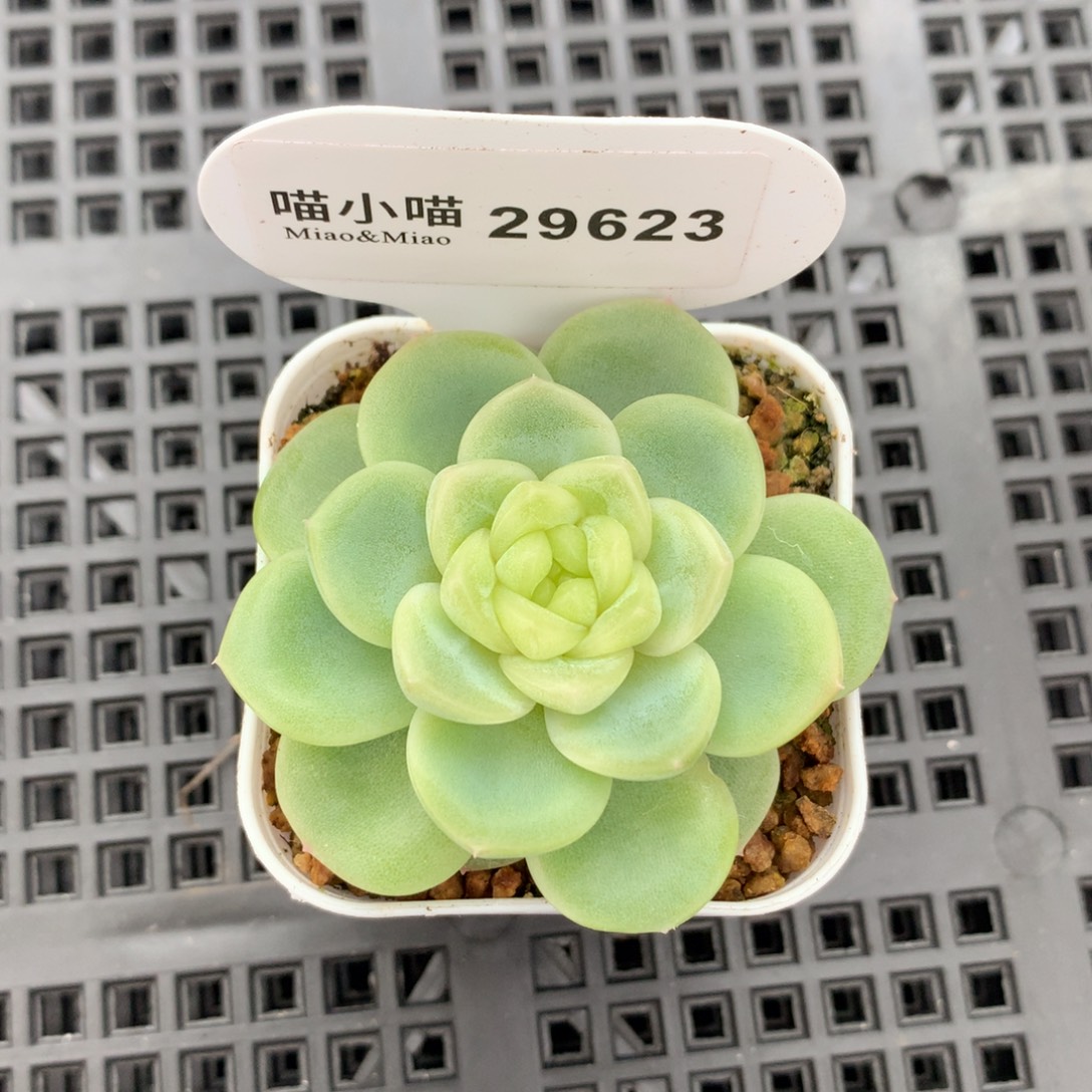 ****。多肉植物杂交珍妮
