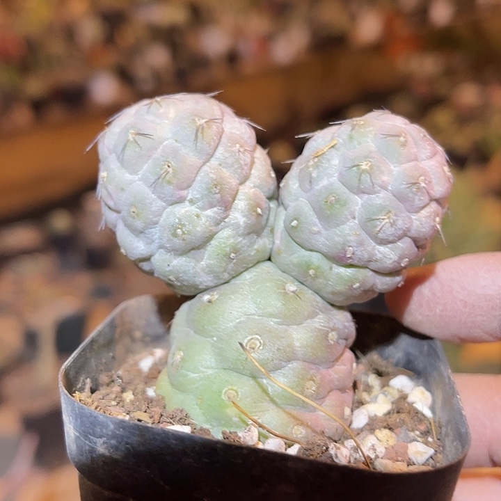 满38包邮2天凑单，脱土晾根发货多肉植物米奇习志野